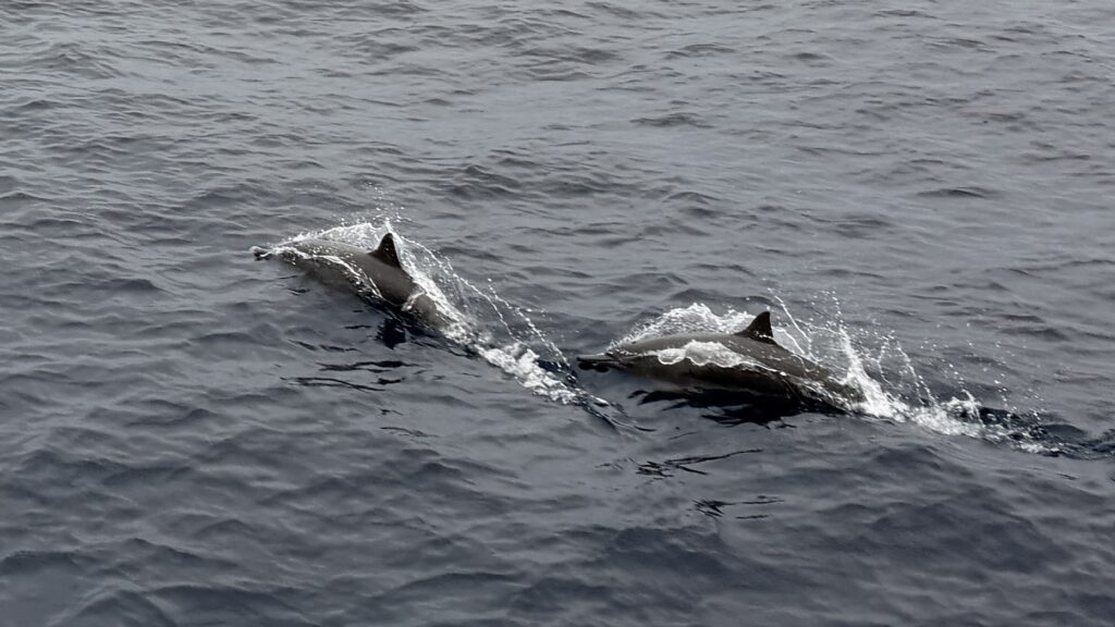 Sylvester zum Vergessen mit Sea sickness